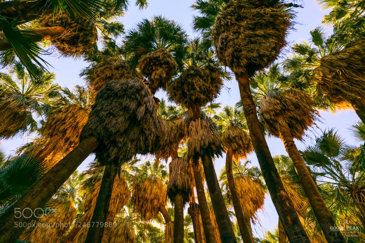 Sony a7R II sample photo. Palm canopy photography