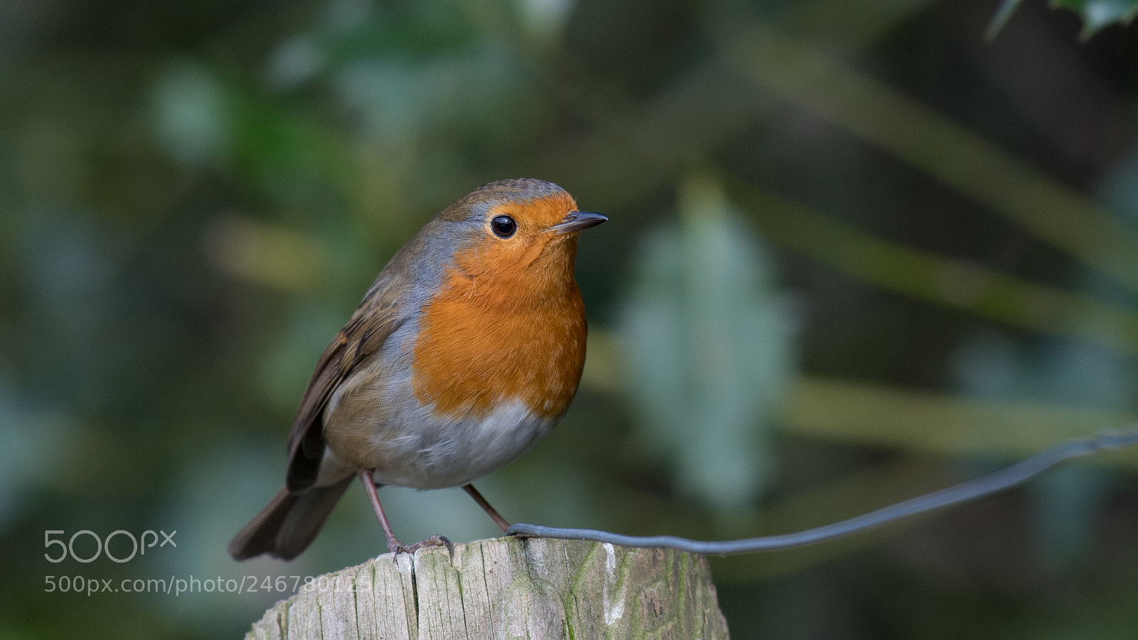 Nikon D500 sample photo. Robin photography