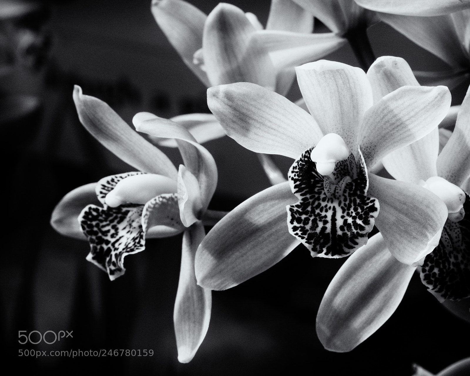 Olympus PEN E-P5 sample photo. Orchids 1 photography