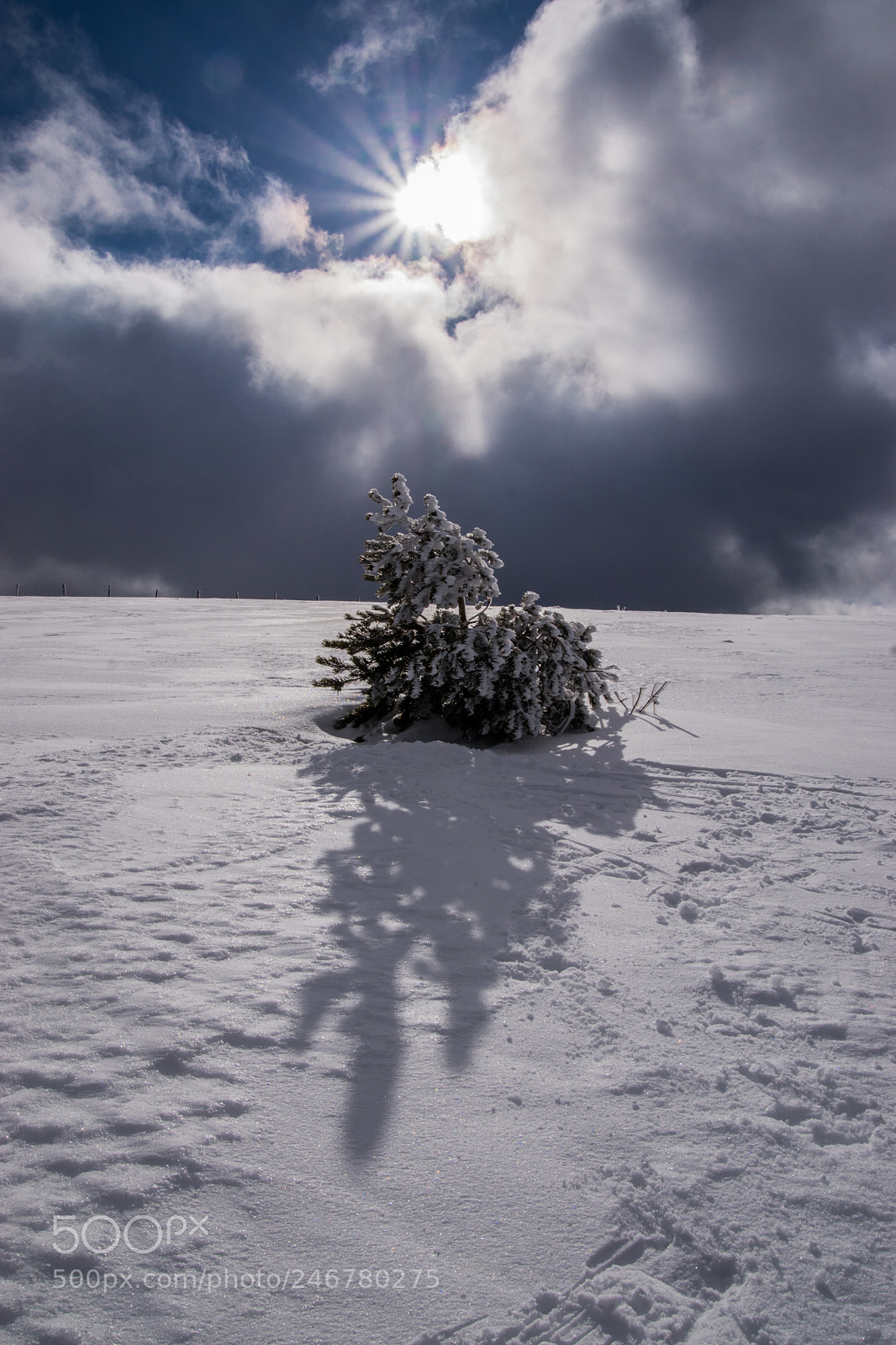 Sony ILCA-77M2 sample photo. Sapin au col du photography