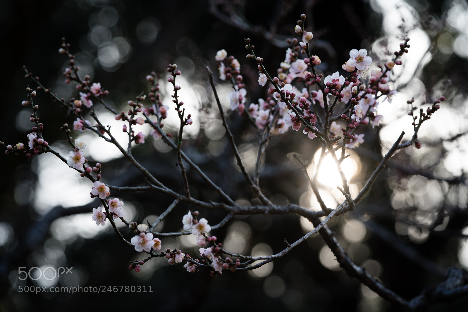 Sony a7R III sample photo. Japanese plum photography