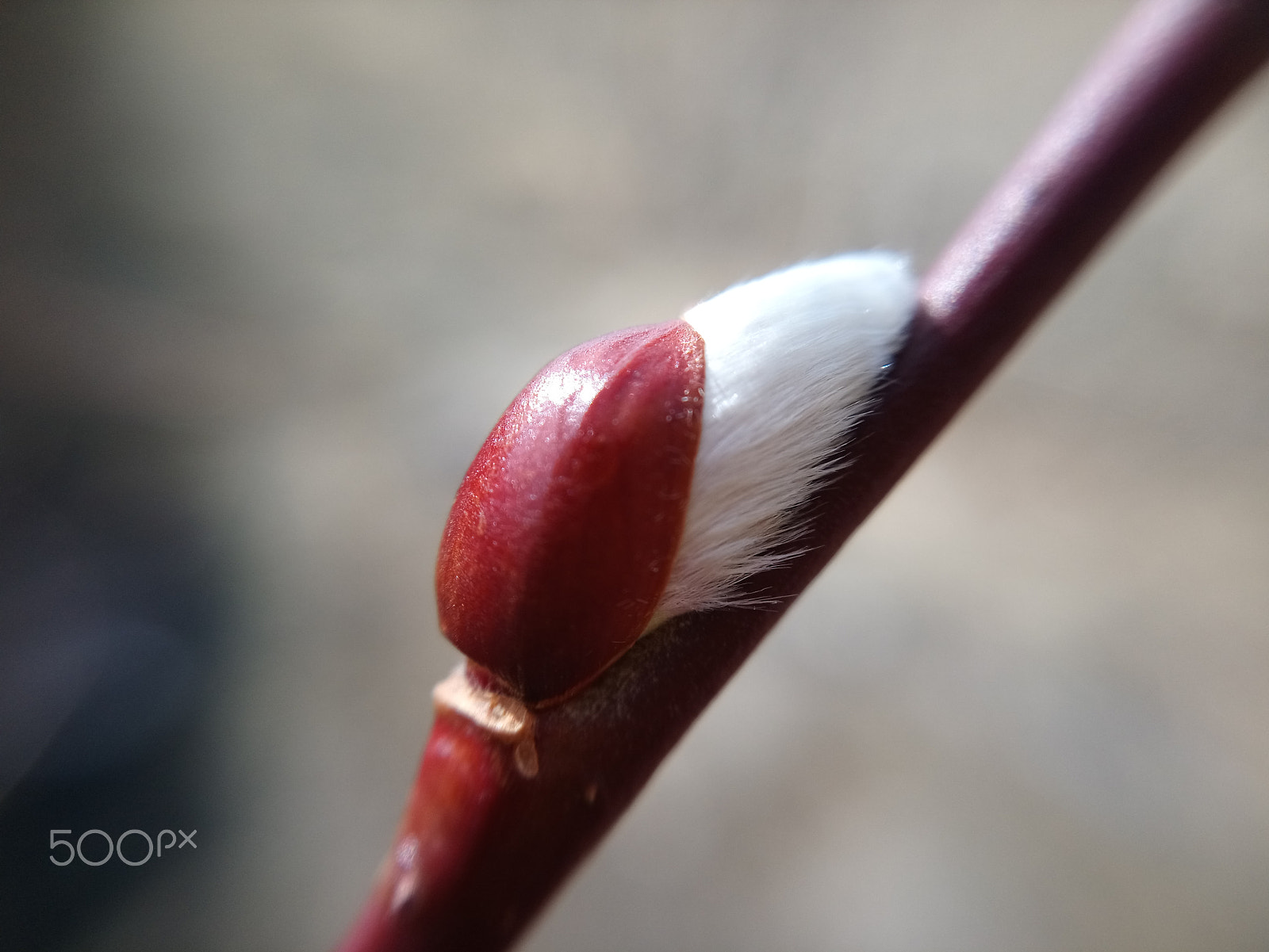 Sony Xperia XA1 Plus sample photo. Macro photography