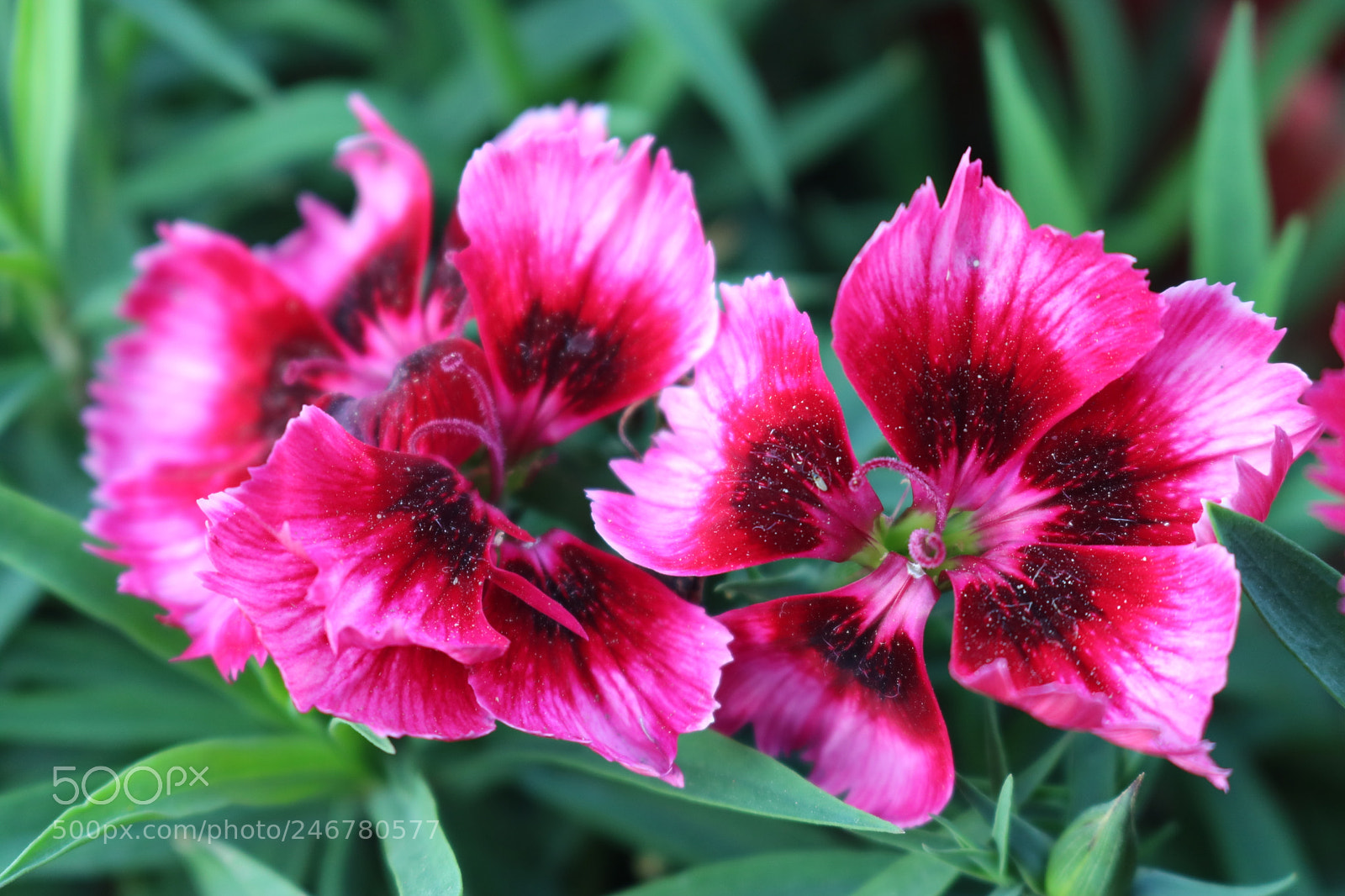 Canon EOS 750D (EOS Rebel T6i / EOS Kiss X8i) sample photo. Untitled photography