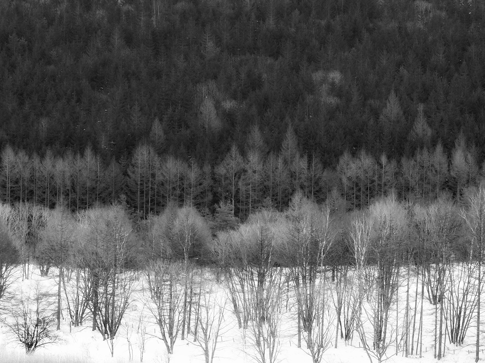 Olympus OM-D E-M1 sample photo. Silence woods photography