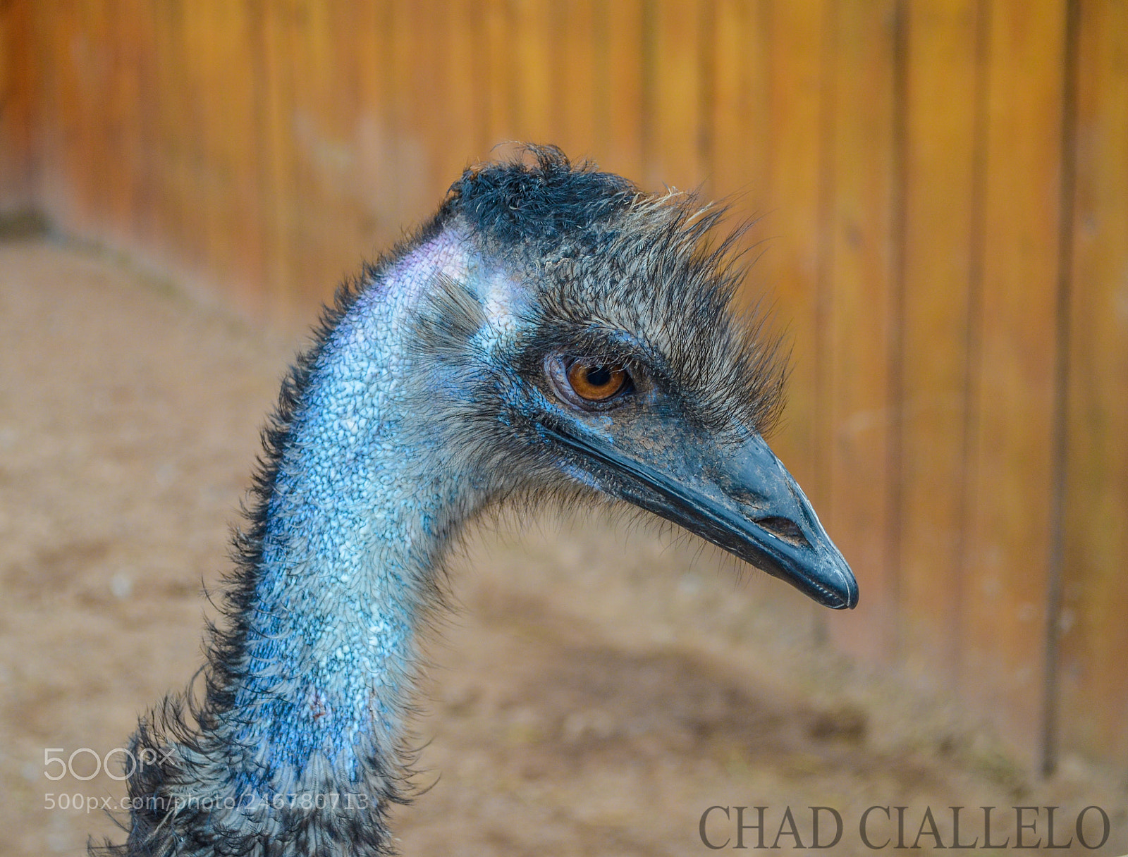 Nikon D5100 sample photo. Angry bird photography