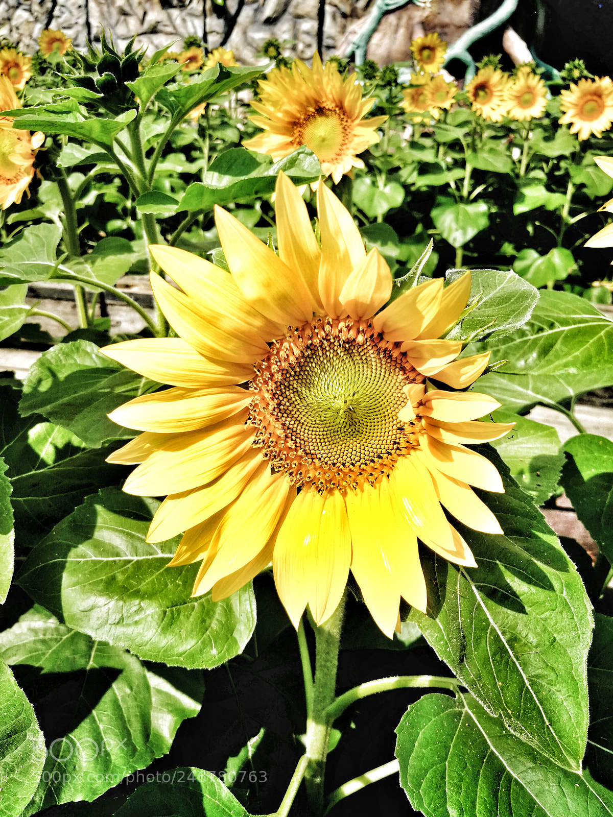HUAWEI P10 Plus sample photo. Bloom photography