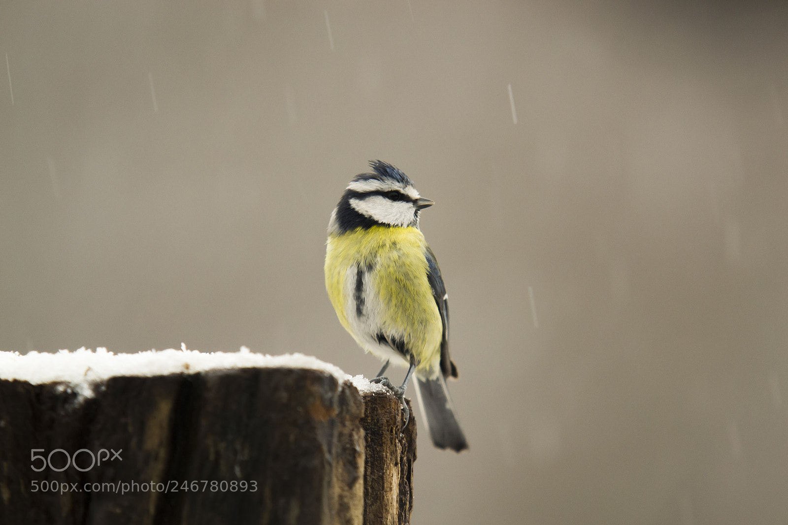 Nikon D3100 sample photo. Blue tit photography