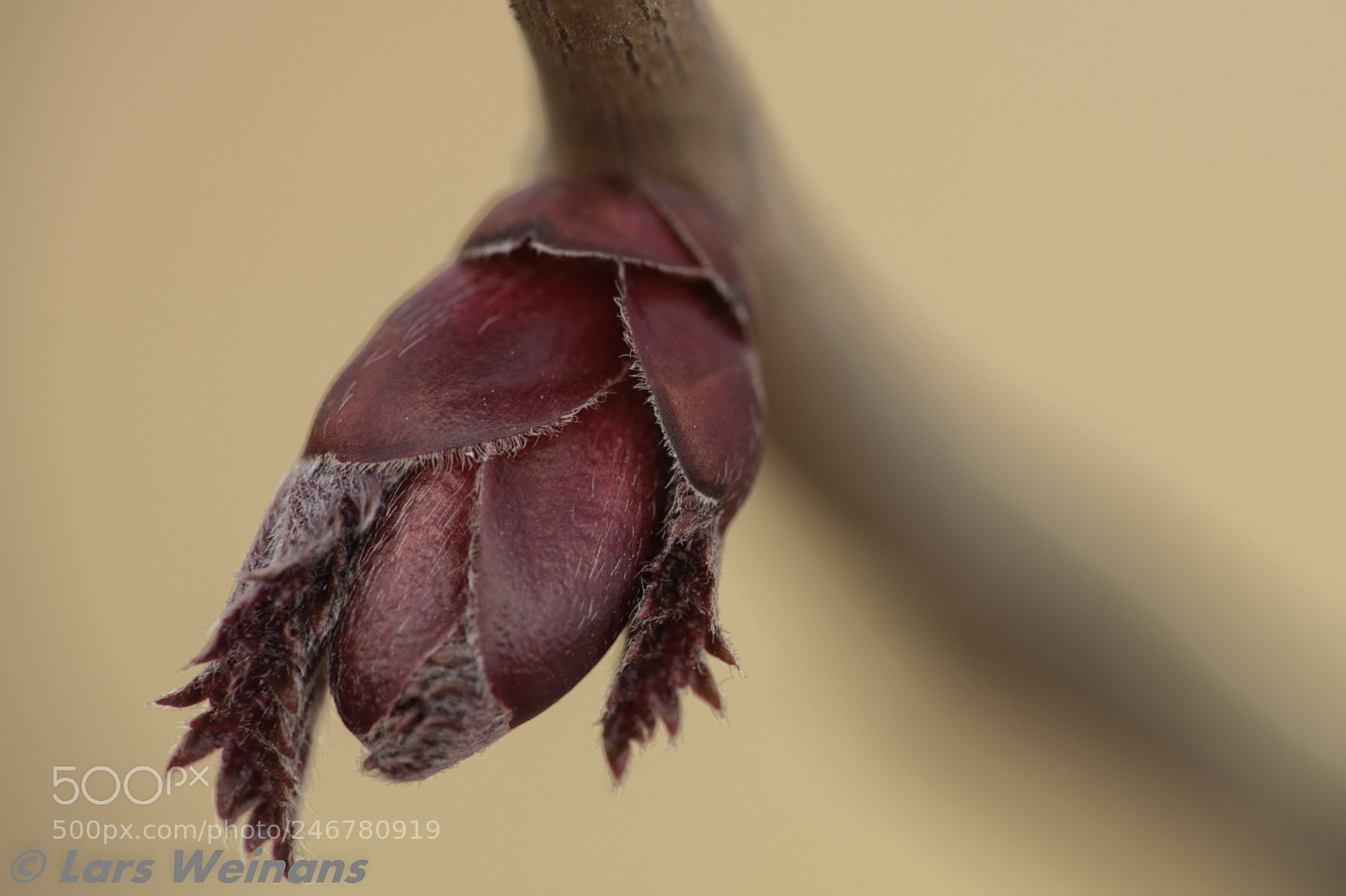 Nikon D500 sample photo. Flower or no flower photography