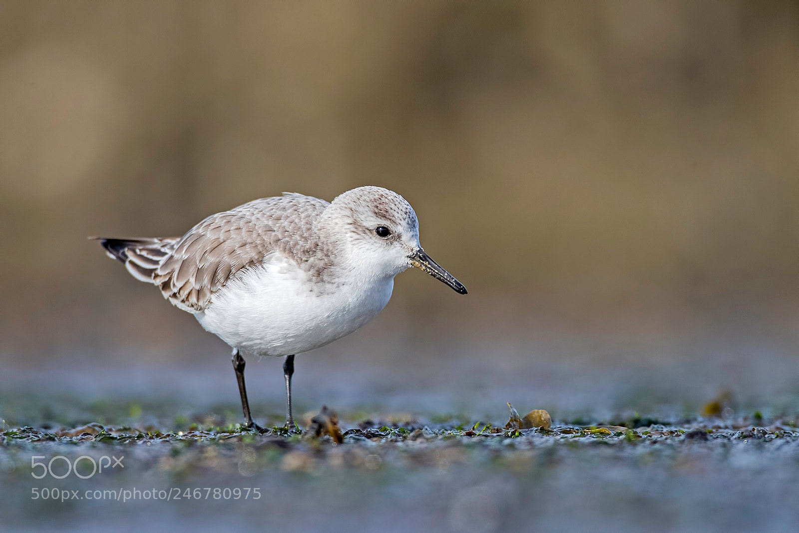 Canon EOS-1D X Mark II sample photo. Sanderling foraging on the photography