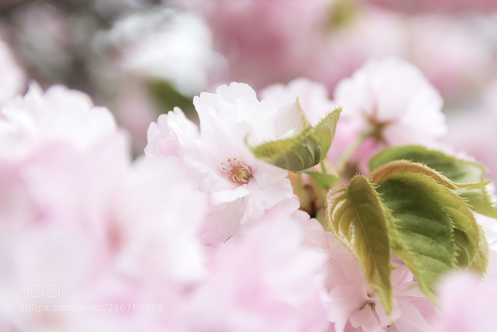 Canon EOS 7D Mark II sample photo. Cherry blossom photography