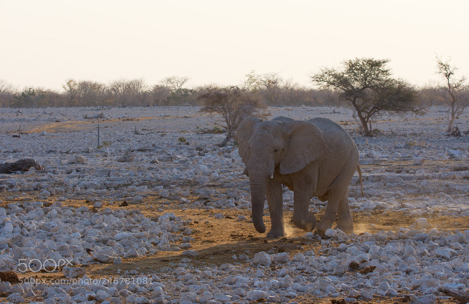 Nikon D7200 sample photo. Elephant coming to water photography