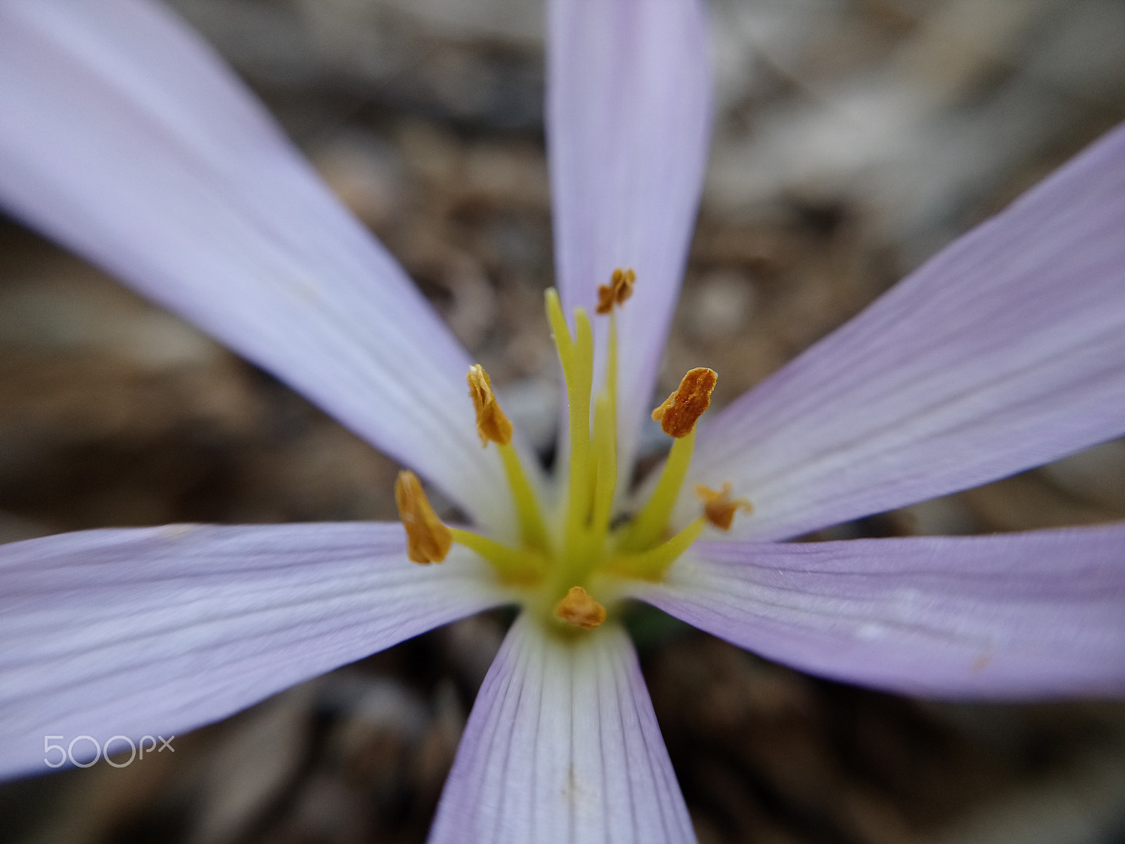 Sony Xperia XA1 Plus sample photo. Macro flower photography