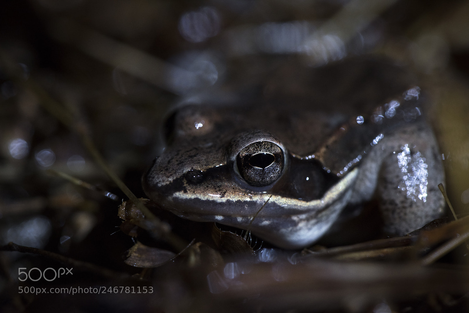 Nikon D810 sample photo. Wood frog photography