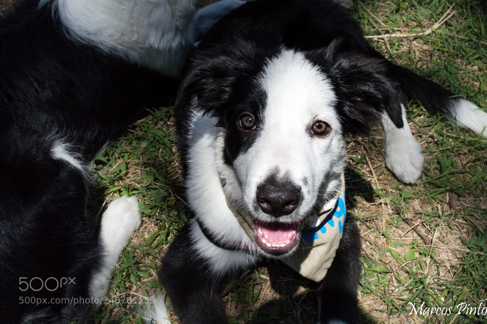 Nikon D3200 sample photo. Tango photography