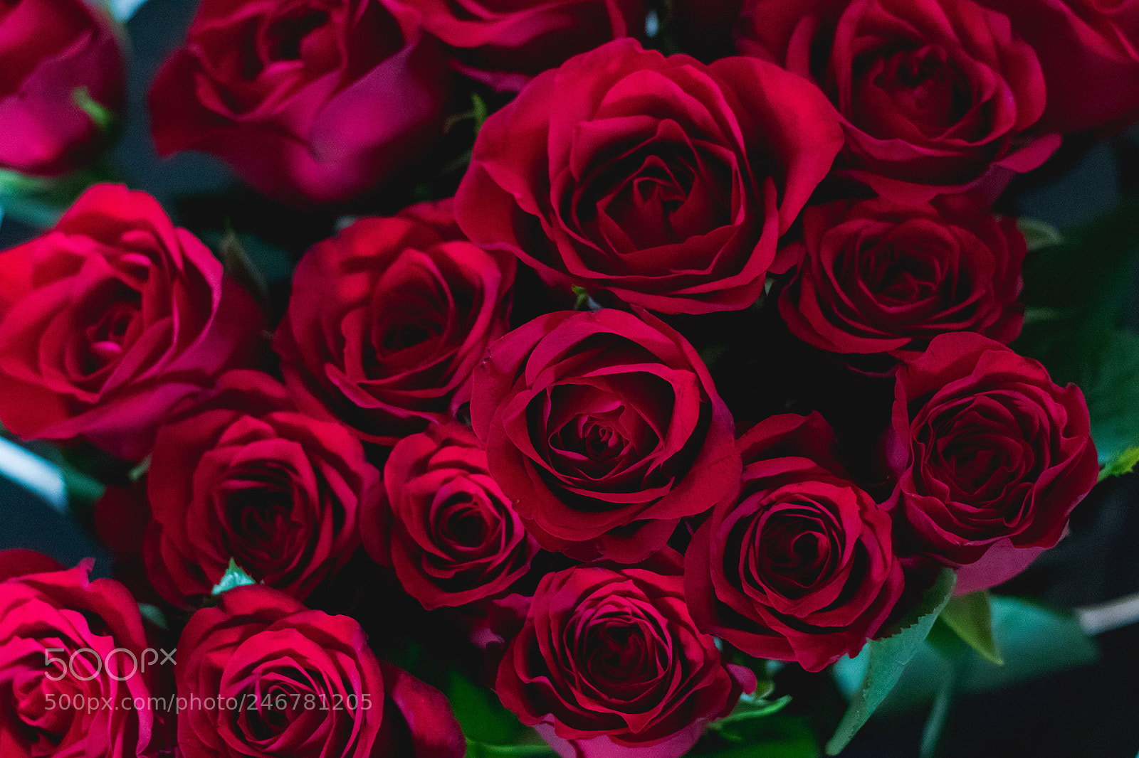 Canon EOS 7D Mark II sample photo. Red roses bunch love photography