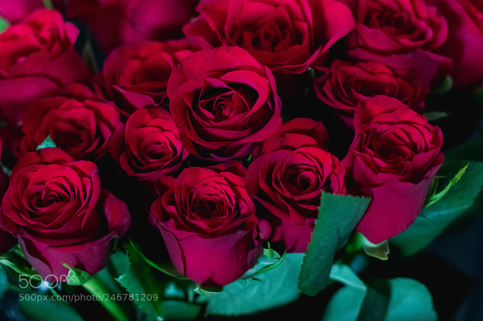 Canon EOS 7D Mark II sample photo. Red roses bunch love photography