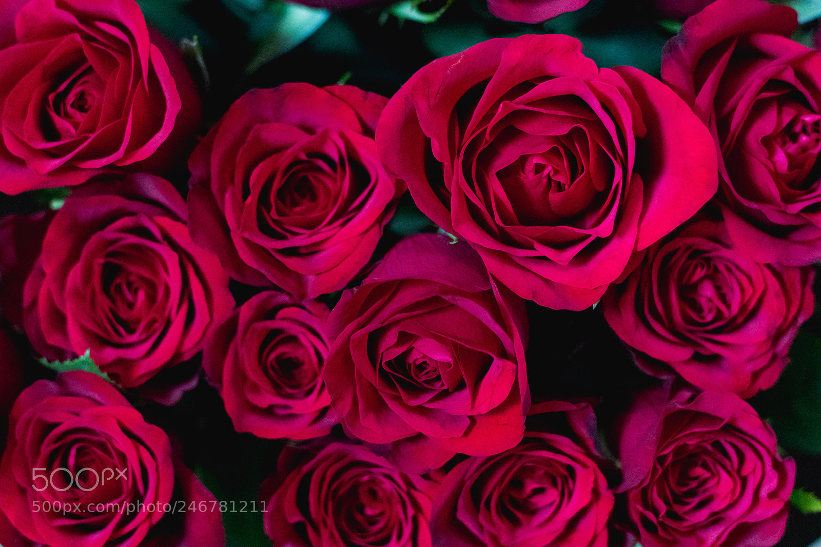 Canon EOS 7D Mark II sample photo. Red roses bunch love photography