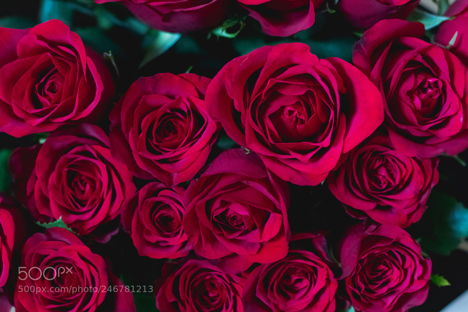 Canon EOS 7D Mark II sample photo. Red roses bunch love photography