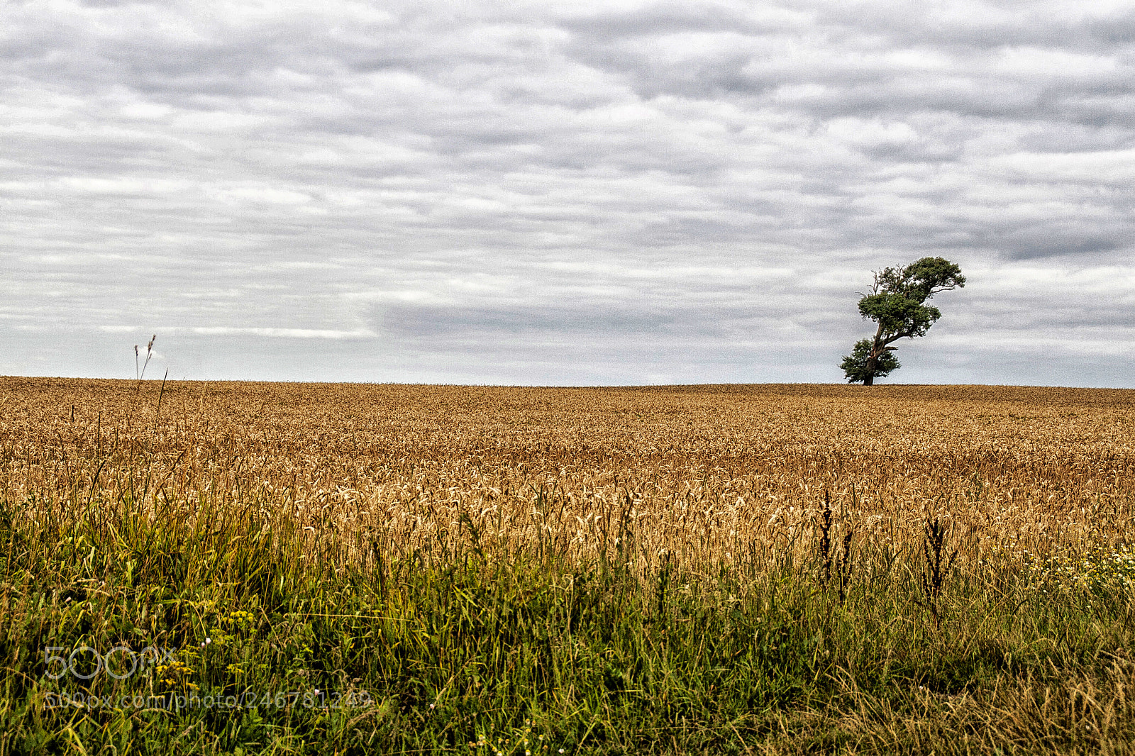 Canon EOS 30D sample photo. Lone tree. photography