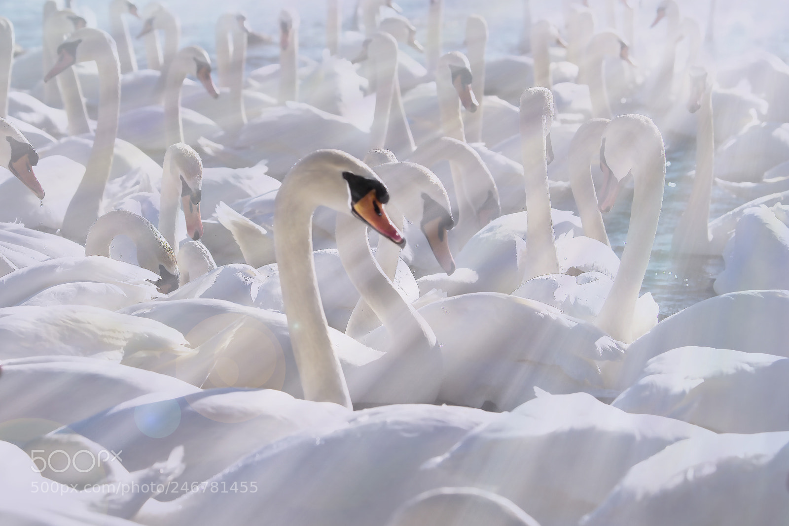 Nikon D810 sample photo. Swans photography