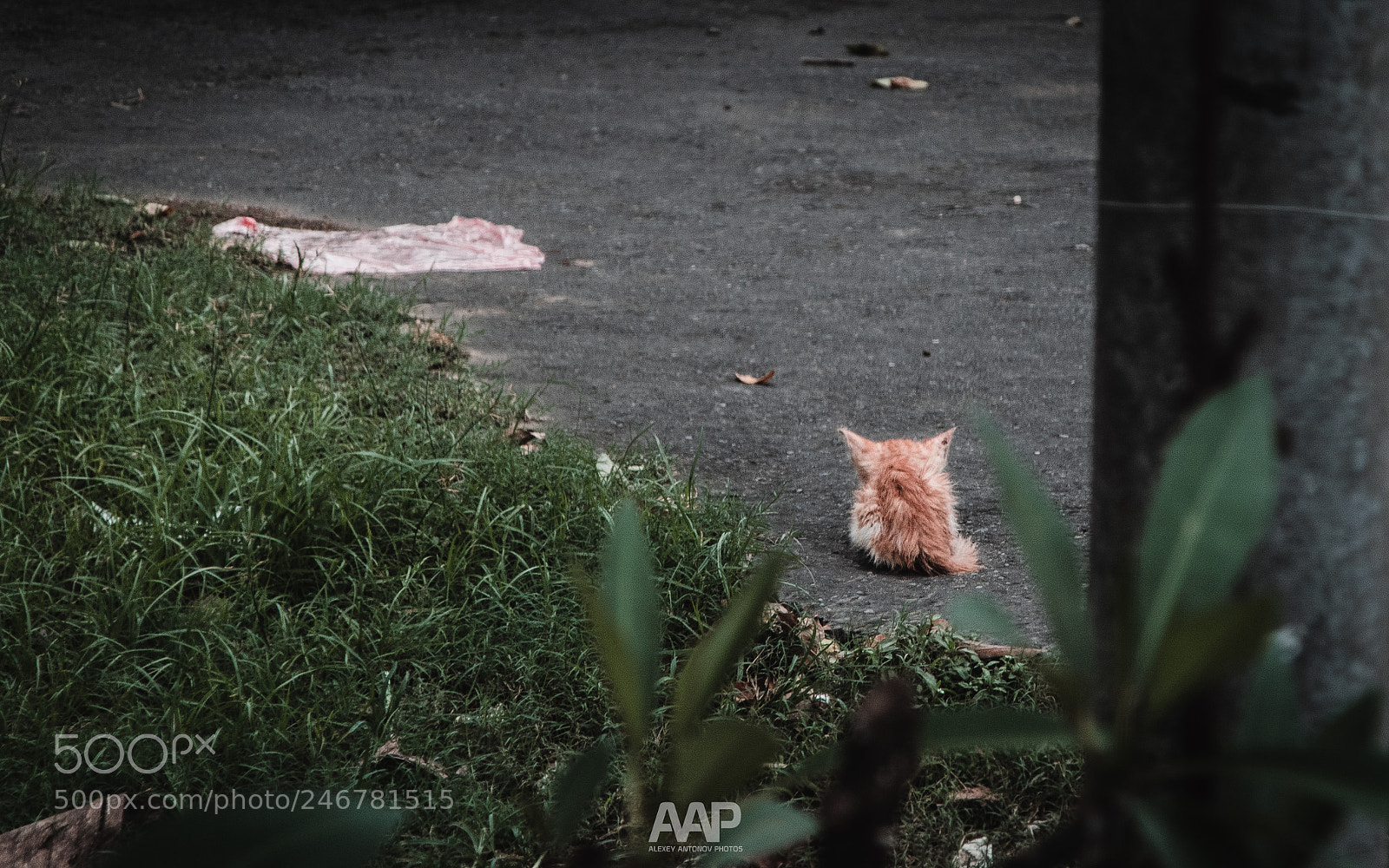 Nikon D5300 sample photo. Alone kitty photography
