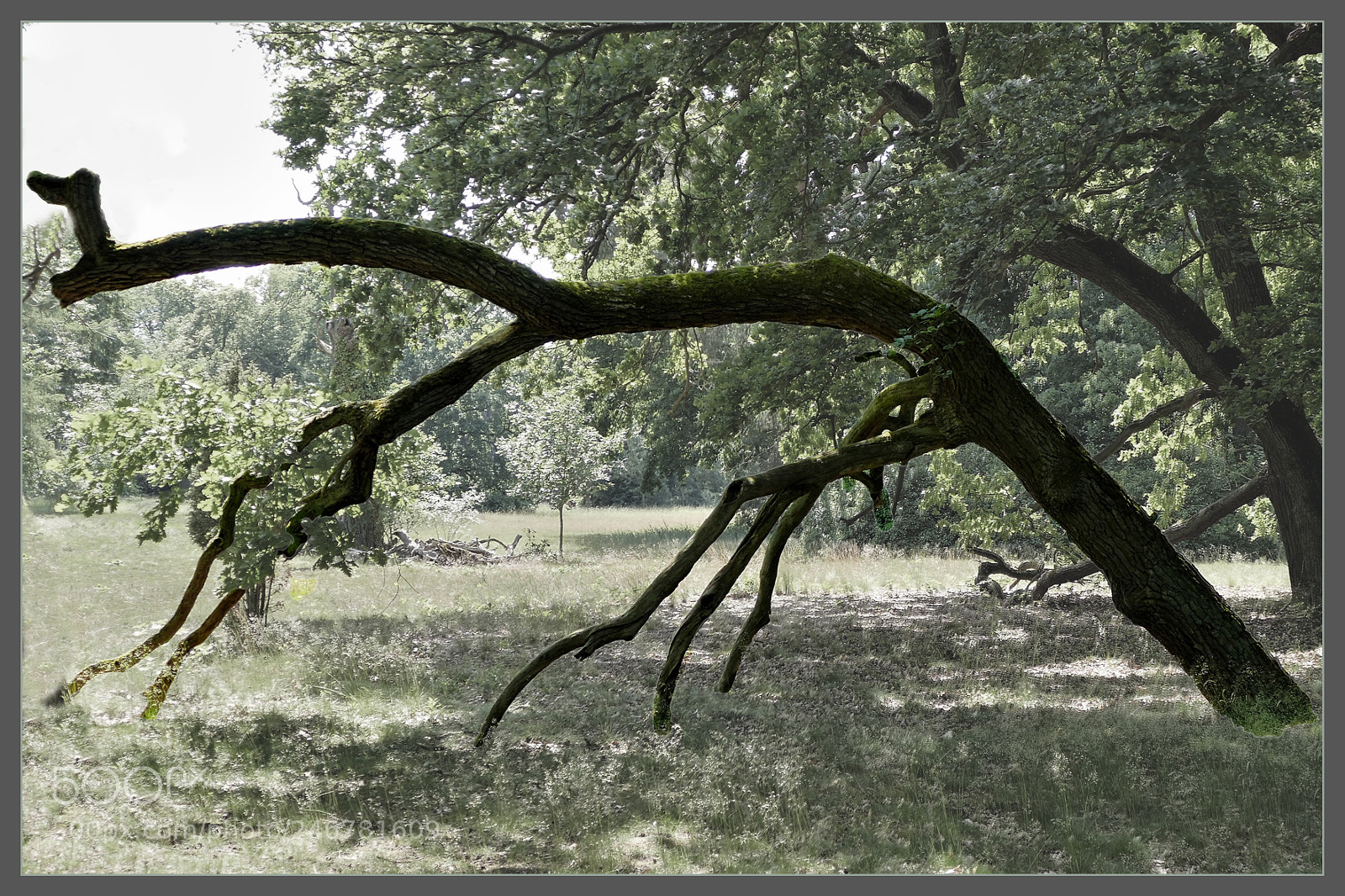 Panasonic Lumix DMC-FZ1000 sample photo. Schreitender baum pfaueninsel photography