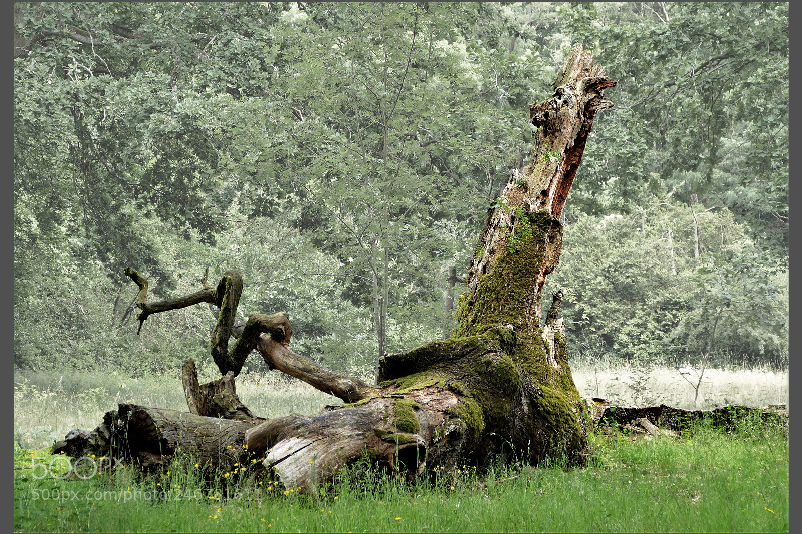 Panasonic Lumix DMC-FZ1000 sample photo. Toter baum photography