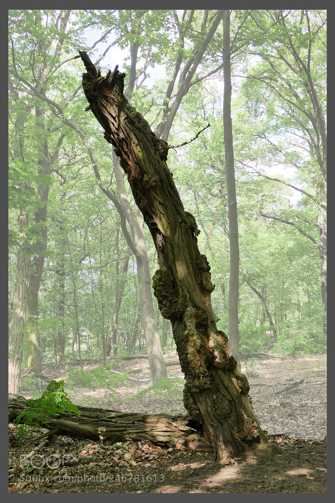 Panasonic Lumix DMC-FZ1000 sample photo. Sterbender baum photography