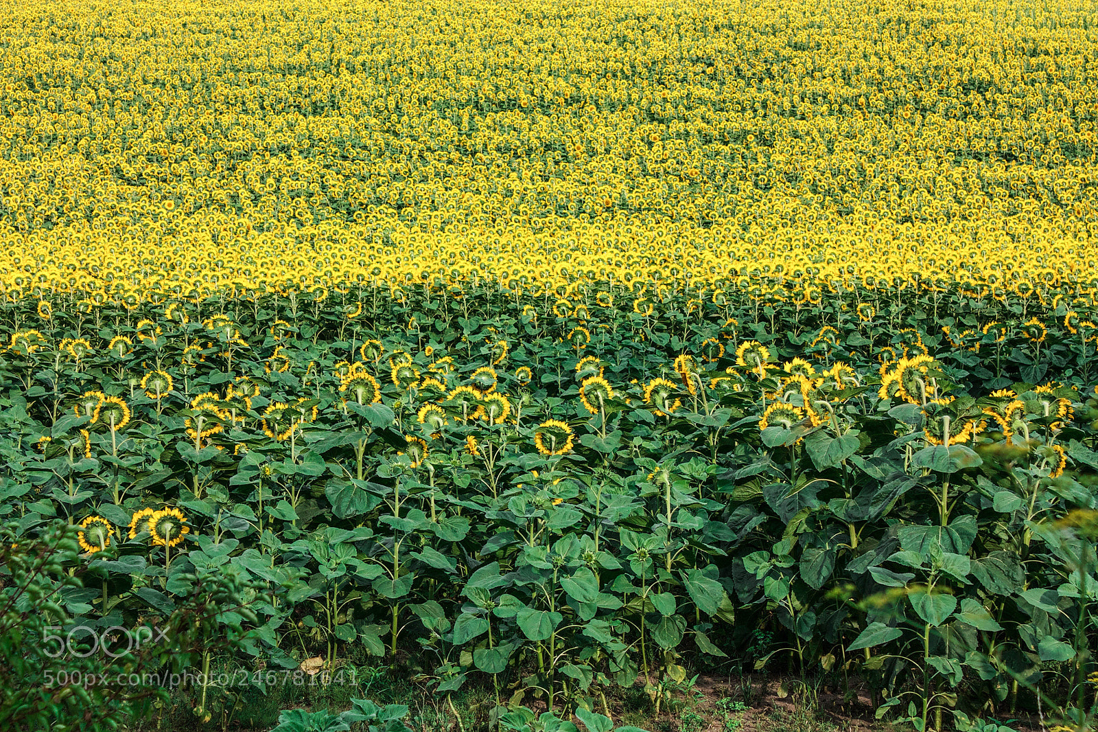 Canon EOS 450D (EOS Rebel XSi / EOS Kiss X2) sample photo. Sunflowers everywhere photography