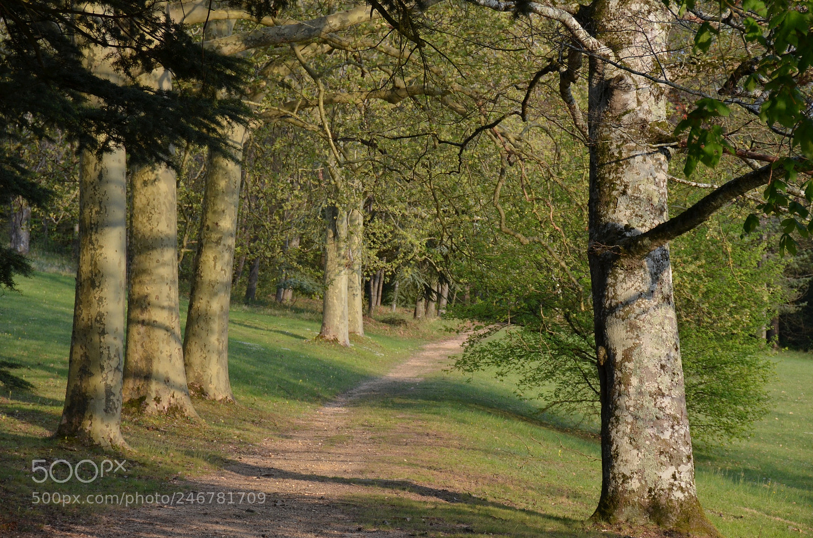 Nikon D5100 sample photo. Path.... photography