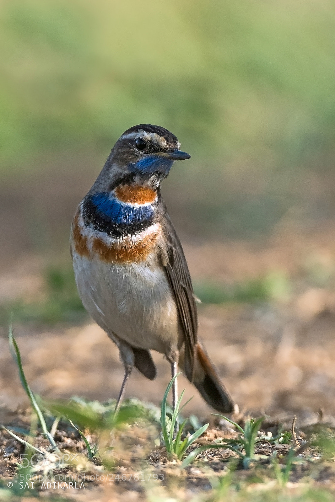 Nikon D500 sample photo. Bluethroat photography