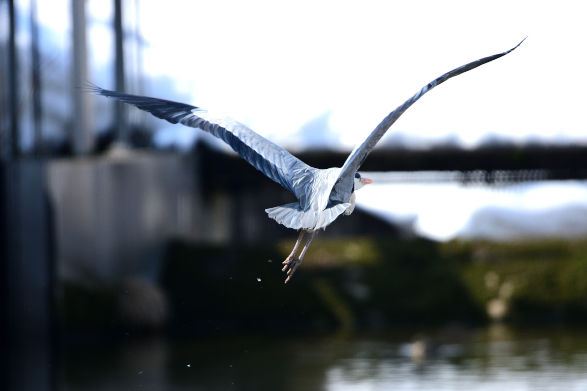 Sigma 150-600mm F5-6.3 DG OS HSM | S sample photo