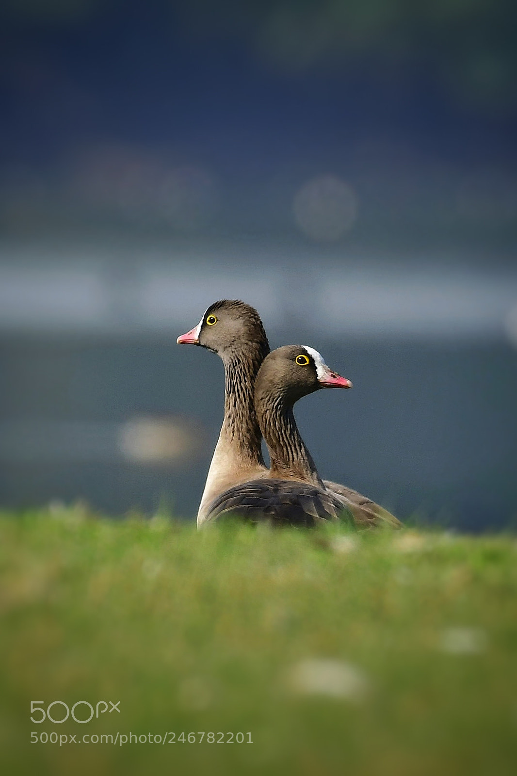 Nikon D500 sample photo. Lesser white fronted goose photography