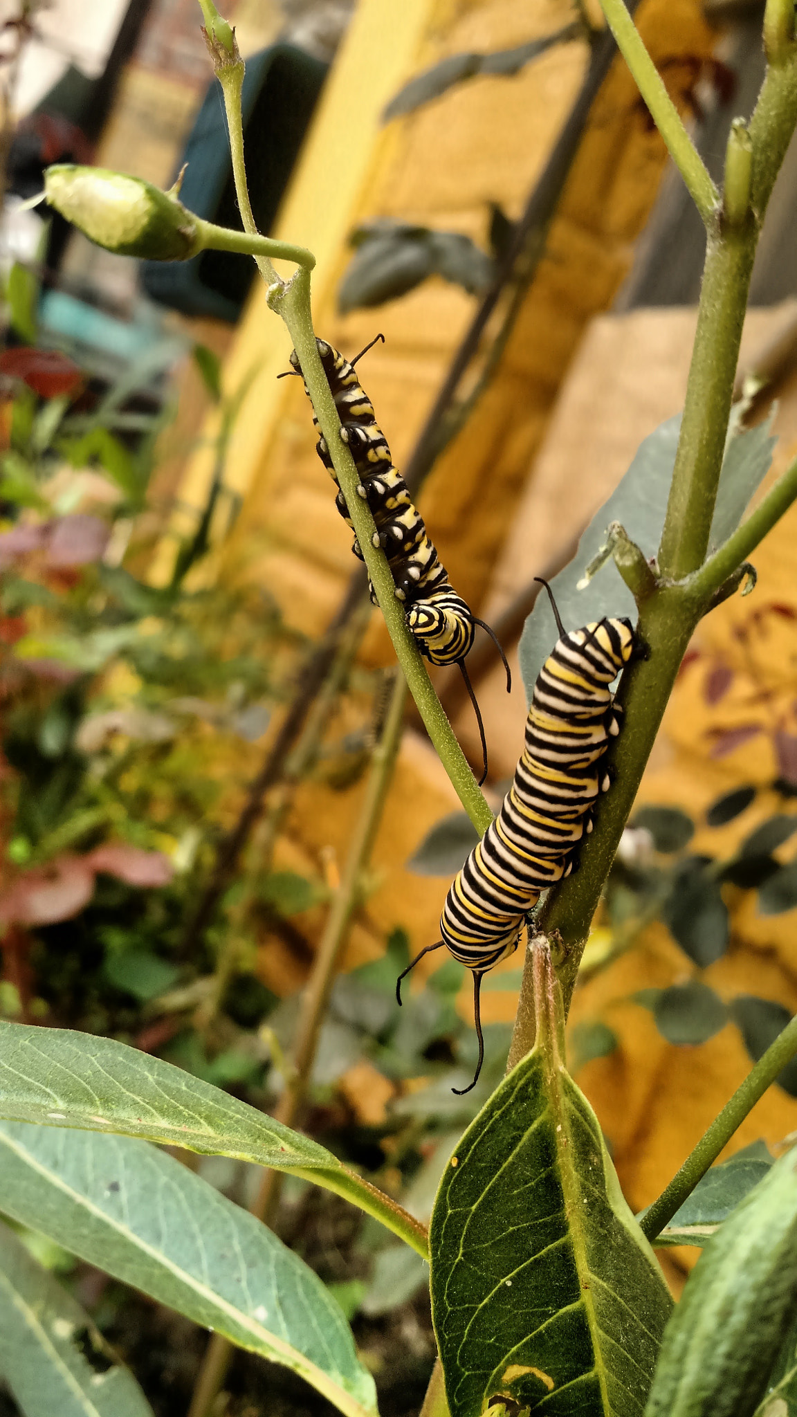 Motorola Moto X (2nd Gen) sample photo