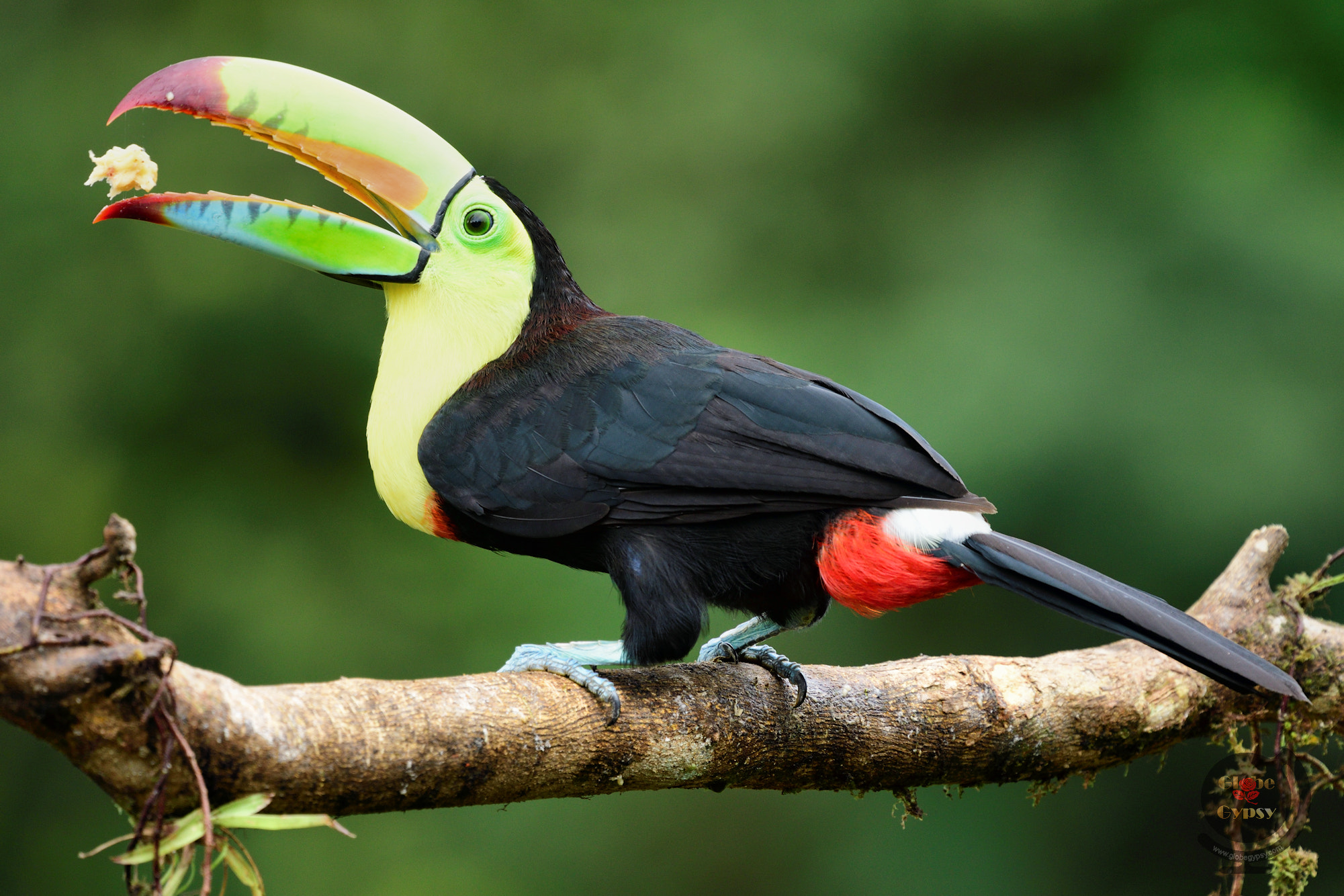 Nikon Nikkor AF-S 300mm F4E PF ED VR sample photo. Keel-billed toucan photography