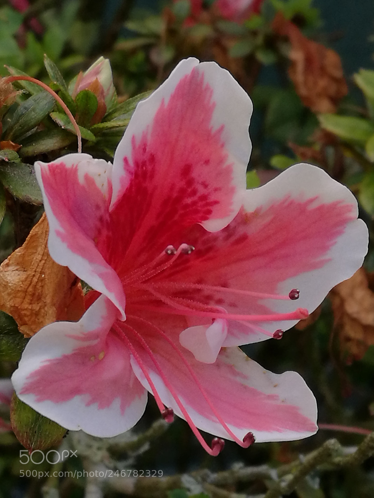 HUAWEI P9 Plus sample photo. Untitled photography