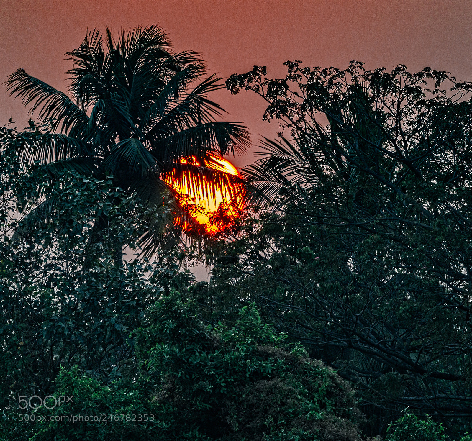 Nikon D850 sample photo. Kerala sunset through the photography