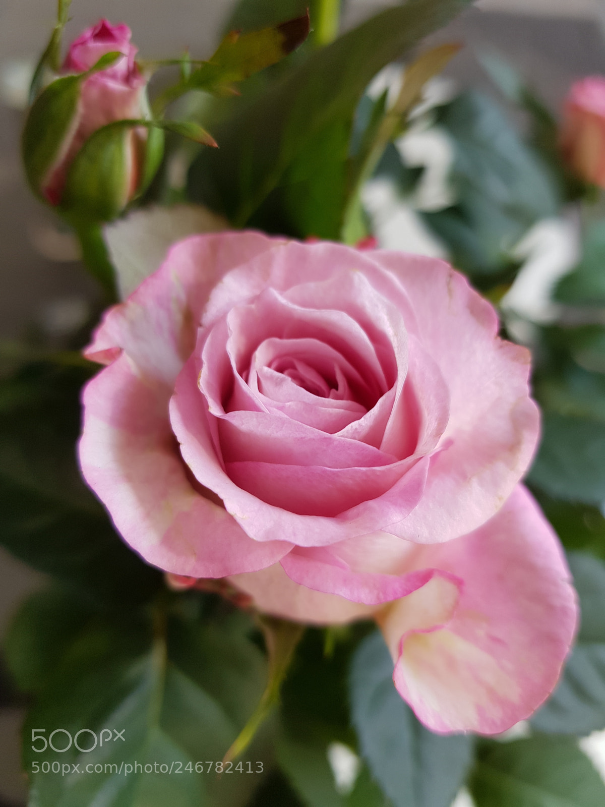 Samsung Galaxy S8 sample photo. Rose photography