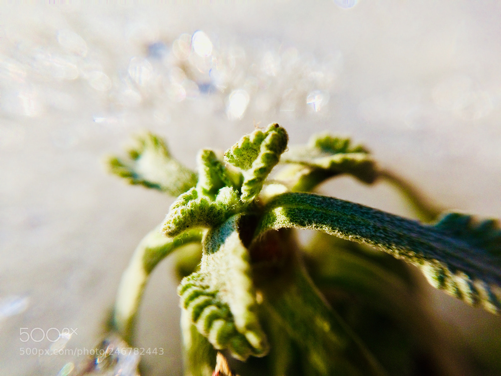 Apple iPhone 5s sample photo. Nature in ice photography