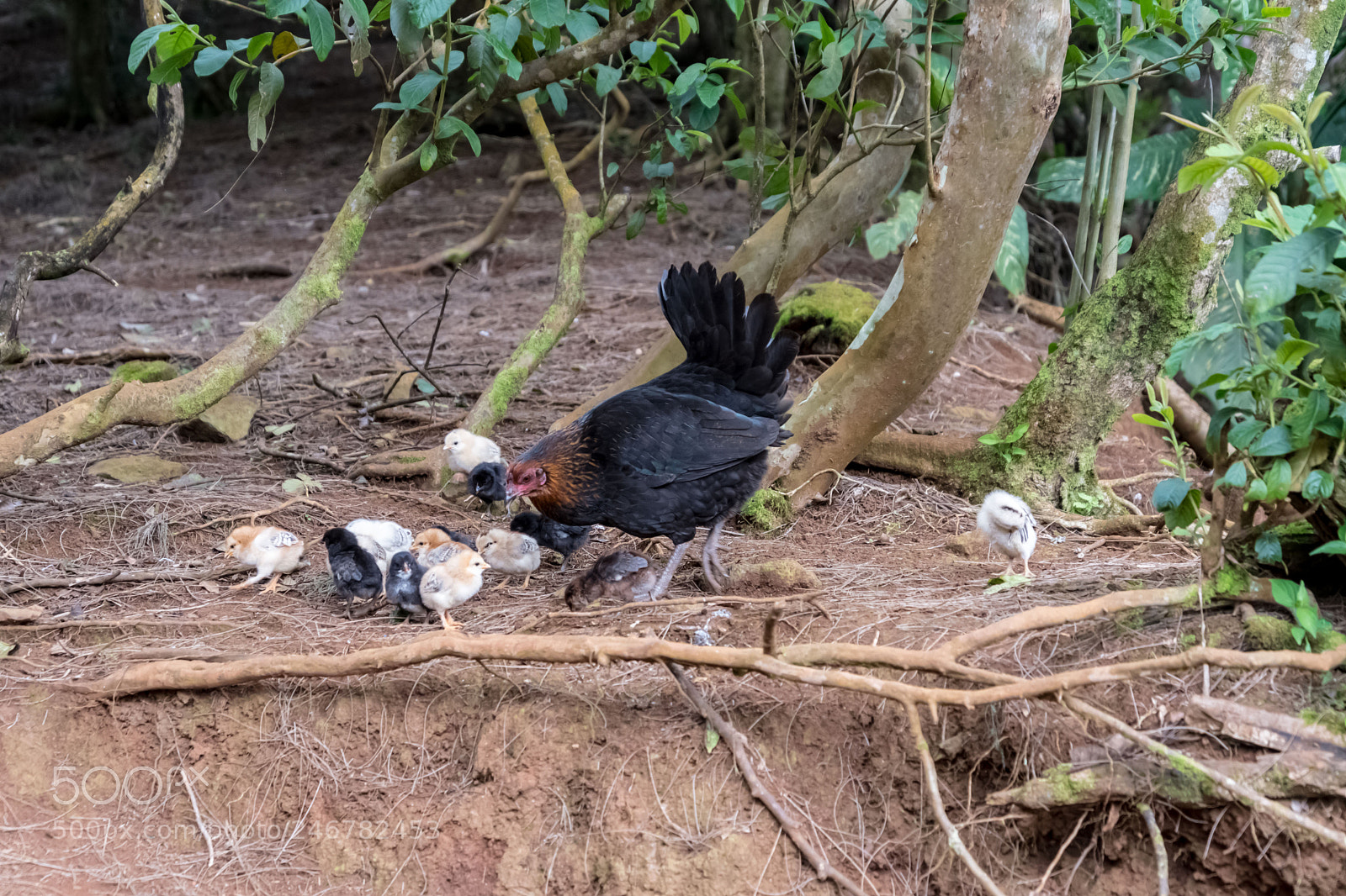 Nikon D500 sample photo. Wild mother hen and photography