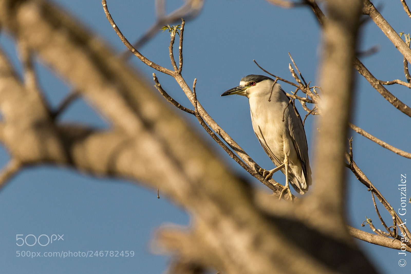 Canon EOS 7D Mark II sample photo. Black-crowned nigth-heron photography