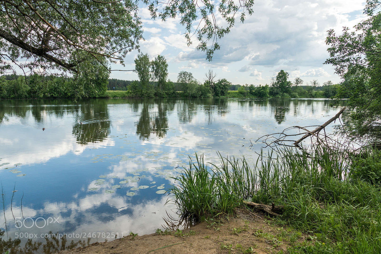 Sony ILCA-77M2 sample photo. Summer, nature... photography