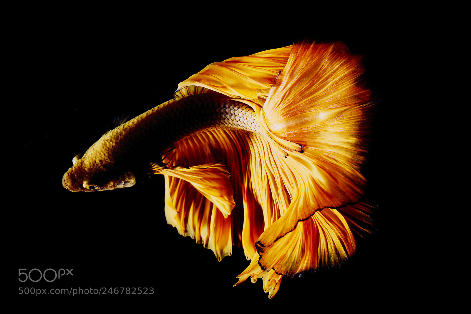 Sony a7R II sample photo. Gold color siamese fighting photography