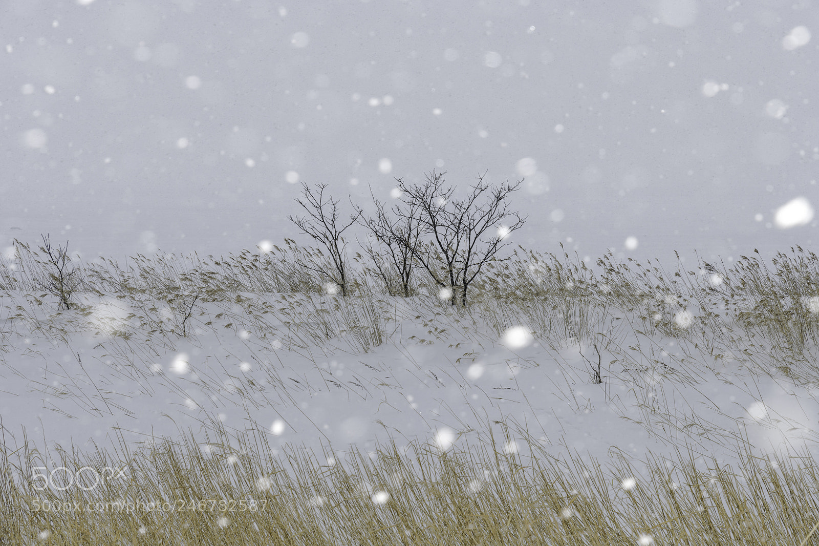 Nikon D850 sample photo. Snow photography