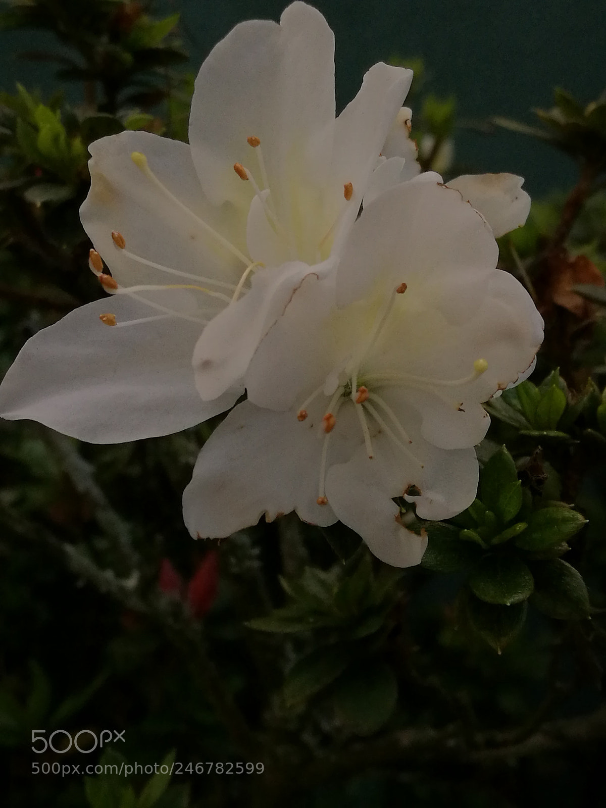 HUAWEI P9 Plus sample photo. Untitled photography