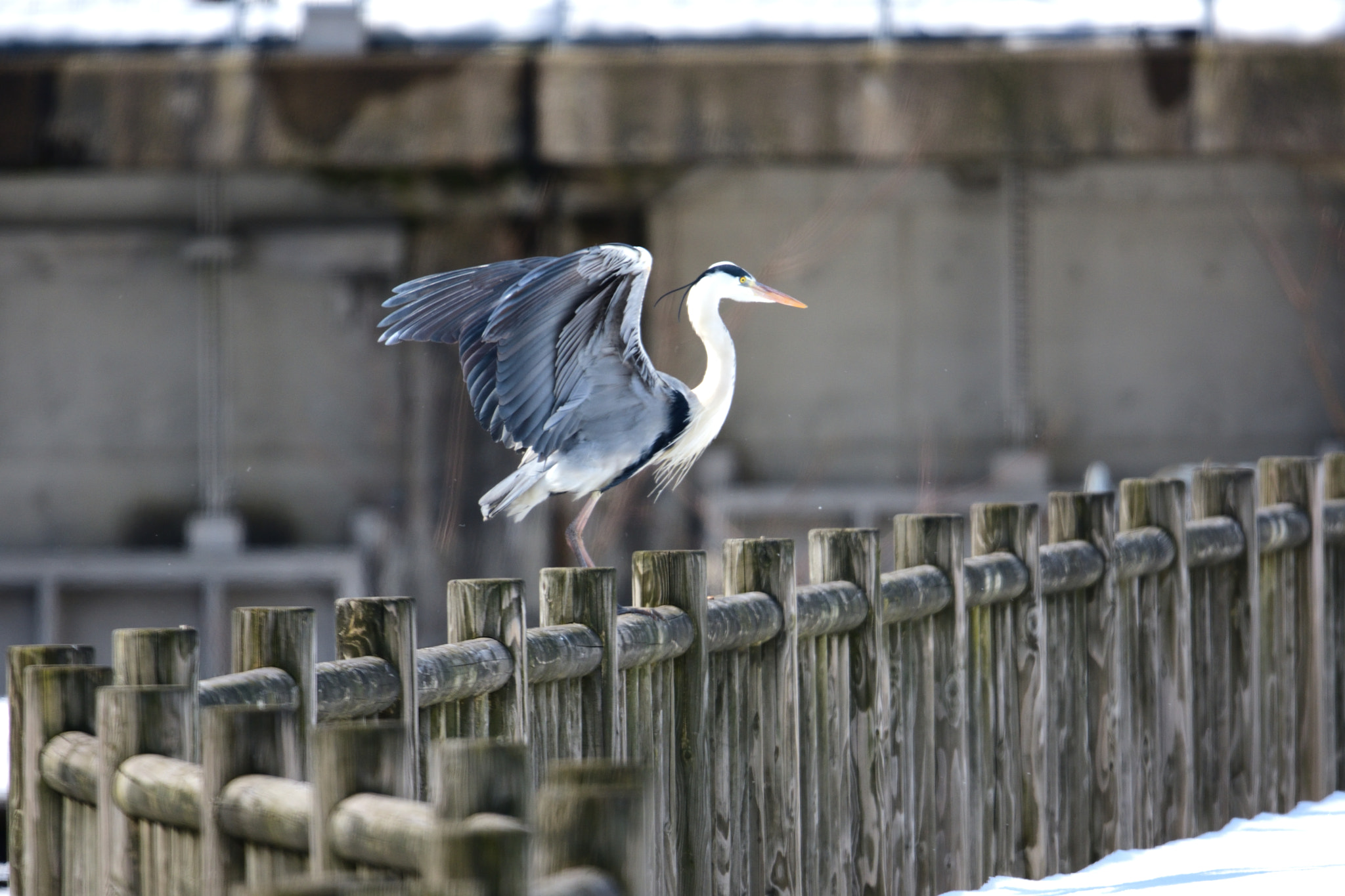 Sigma 150-600mm F5-6.3 DG OS HSM | S sample photo