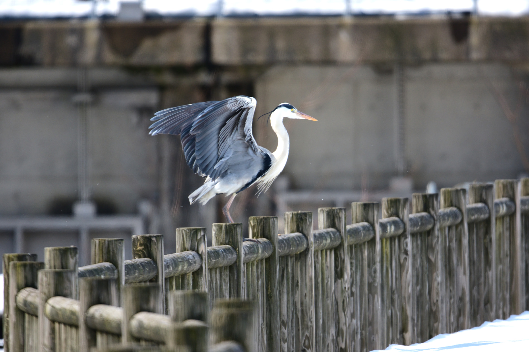 Nikon D7200 + Sigma 150-600mm F5-6.3 DG OS HSM | S sample photo