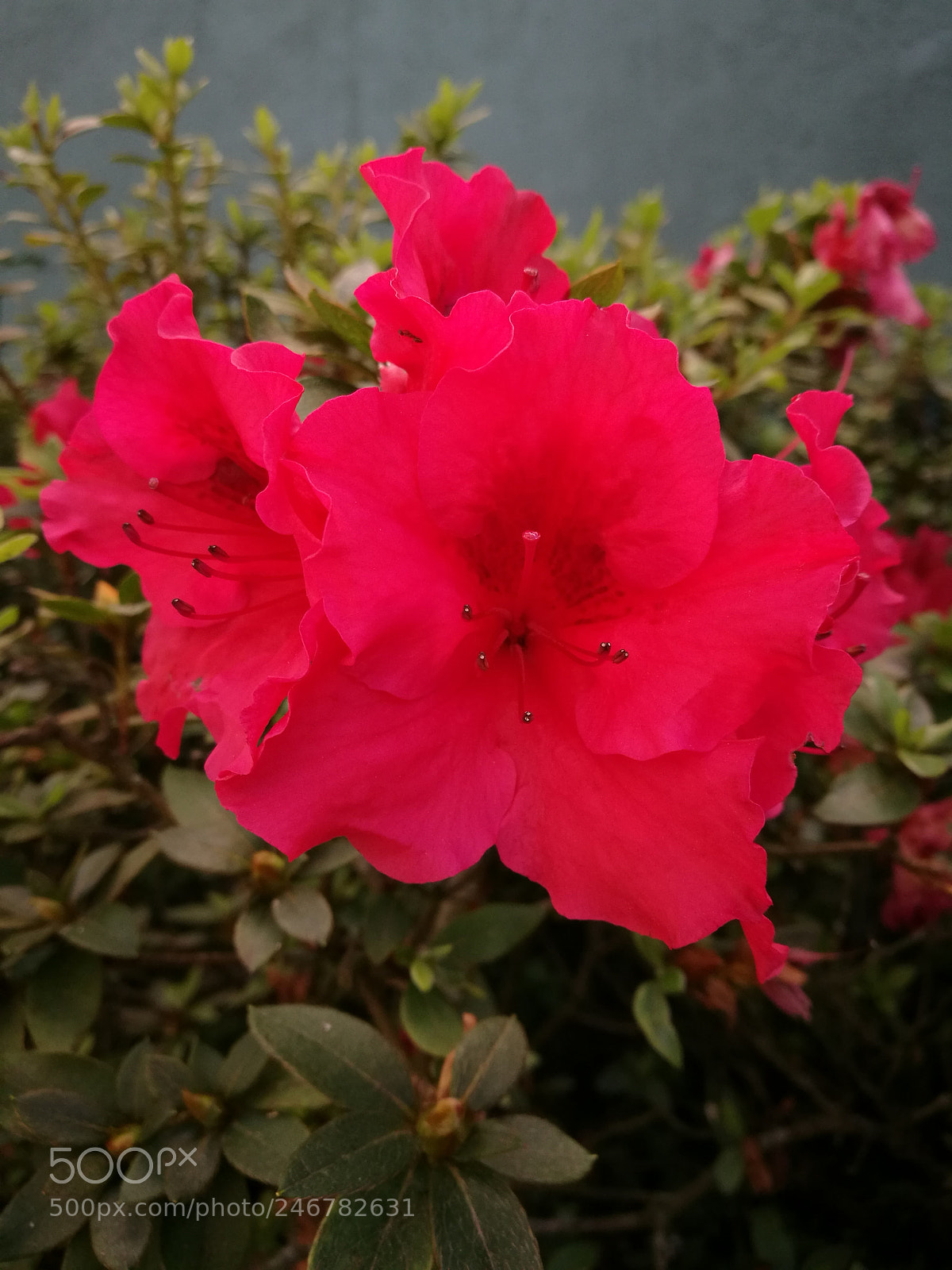 HUAWEI P9 Plus sample photo. Untitled photography