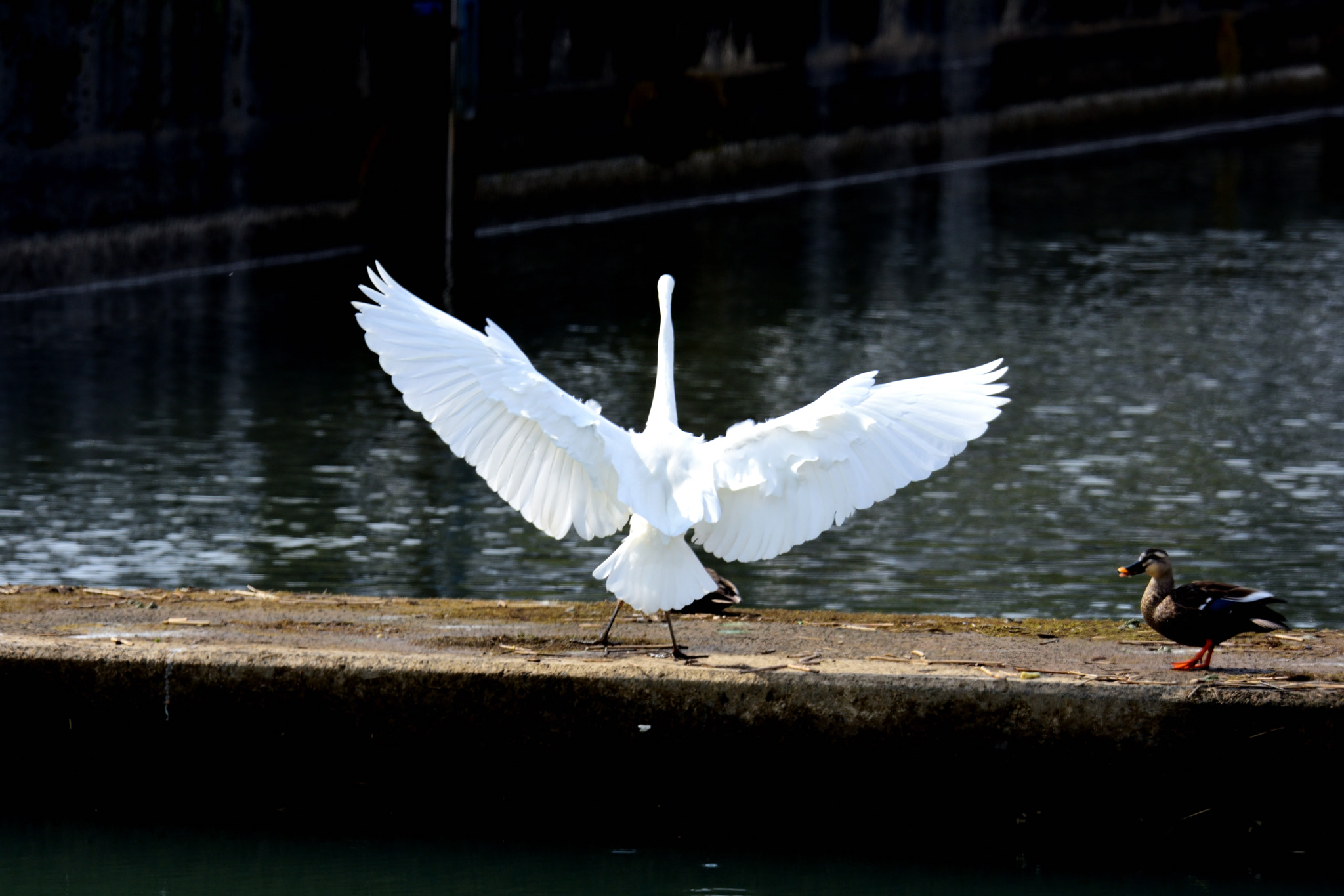 Sigma 150-600mm F5-6.3 DG OS HSM | S sample photo
