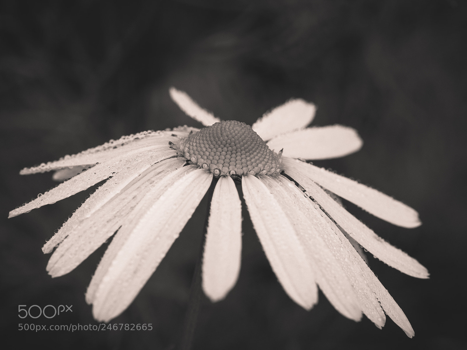 Olympus OM-D E-M10 II sample photo. Chamomile flower photography